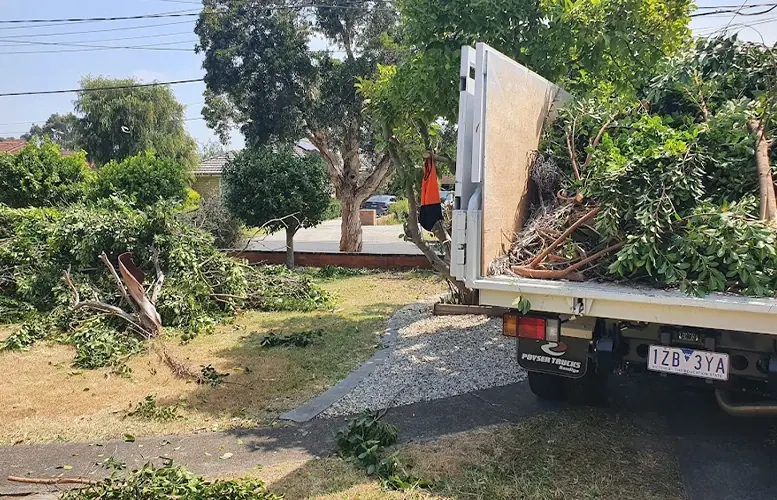 Cut branches and green waste loaded onto a truck during a front yard clean-up